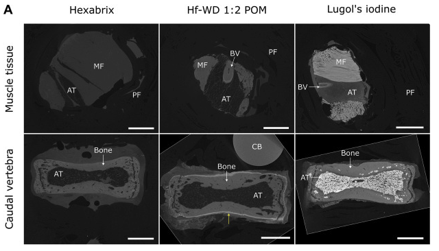 CT images of mouse vertebrae stained with contrast agents